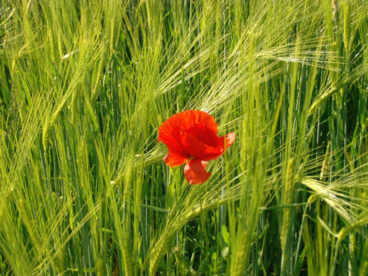 Mohn im Getreidefeld