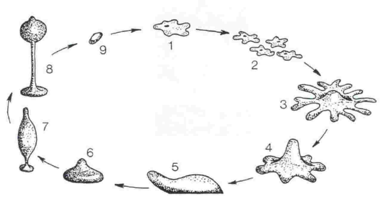 Dictiostelium