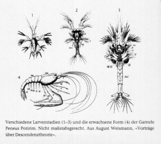 Garnele Peneus Potirim