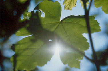 Sonne hinter einem Blatt